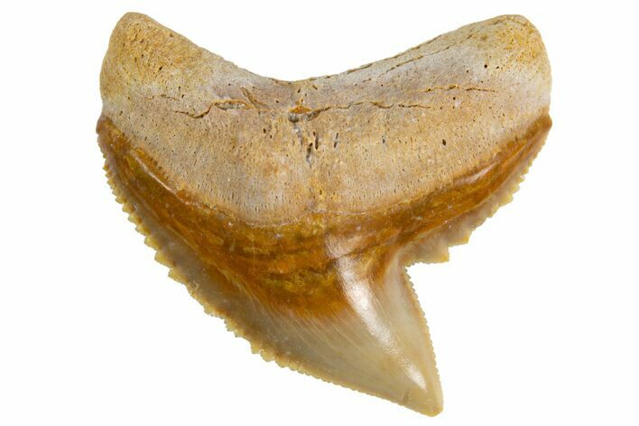 Fossil Tiger Shark (Galeocerdo) Tooth - Bone Valley, Florida #299502